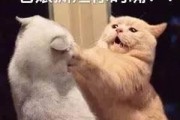 娱乐吃瓜君猫猫